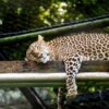 A leopard relaxing on a wooden platform in a zoo enclosure, surrounded by greenery.