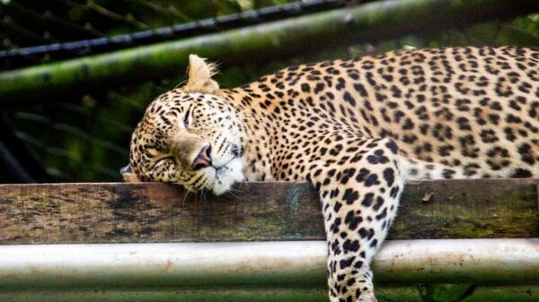 A leopard relaxing on a wooden platform in a zoo enclosure, surrounded by greenery.