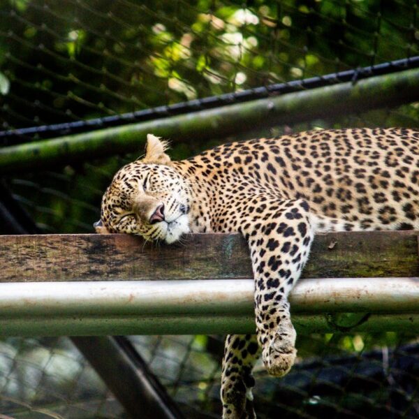 A leopard relaxing on a wooden platform in a zoo enclosure, surrounded by greenery.