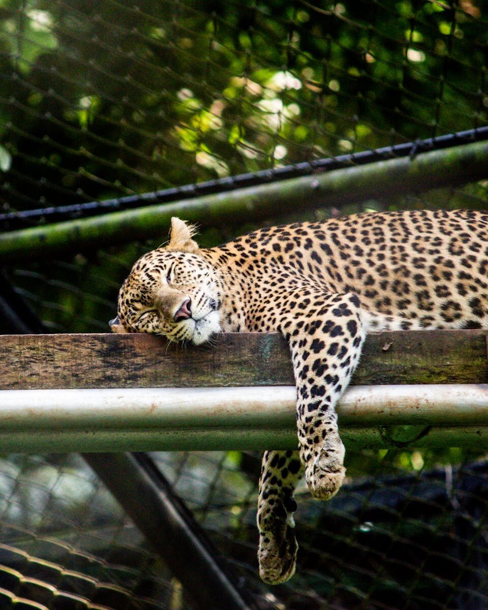 A leopard relaxing on a wooden platform in a zoo enclosure, surrounded by greenery.