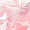 pink rose in close up photography