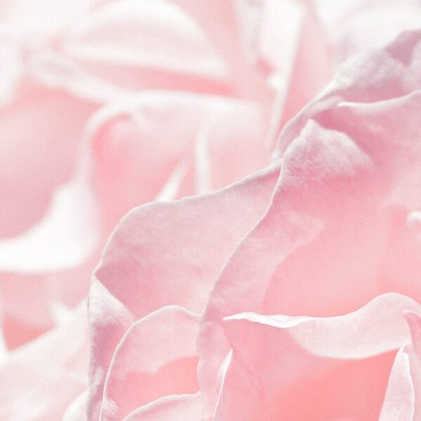 pink rose in close up photography