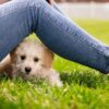 puppy, dog, mammal, pet, cute, small, animal, adorable, purebred, canine, sweet