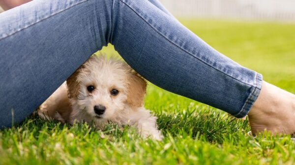 puppy, dog, mammal, pet, cute, small, animal, adorable, purebred, canine, sweet