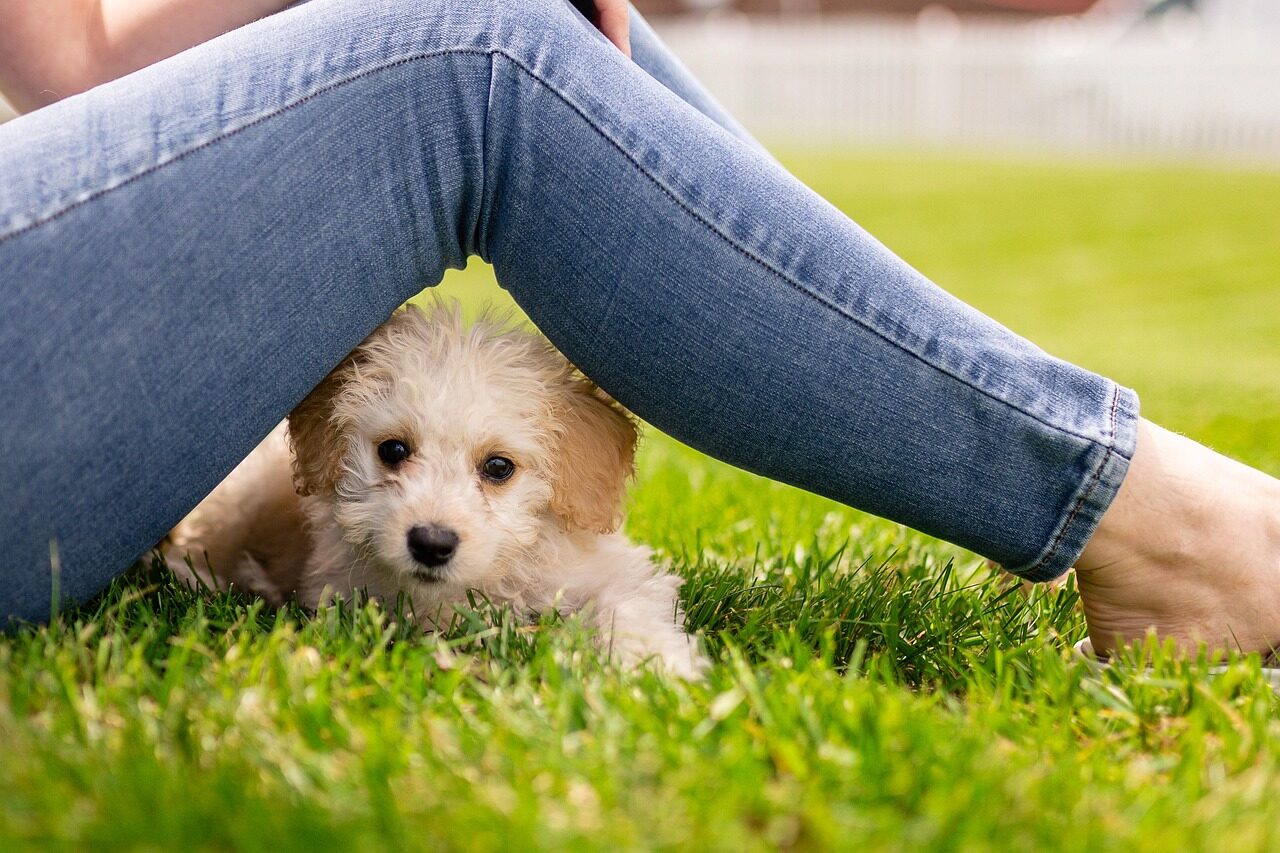 puppy, dog, mammal, pet, cute, small, animal, adorable, purebred, canine, sweet