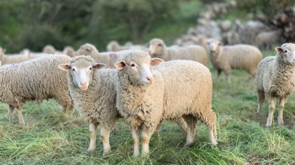 a herd of sheep standing on top of a lush green field