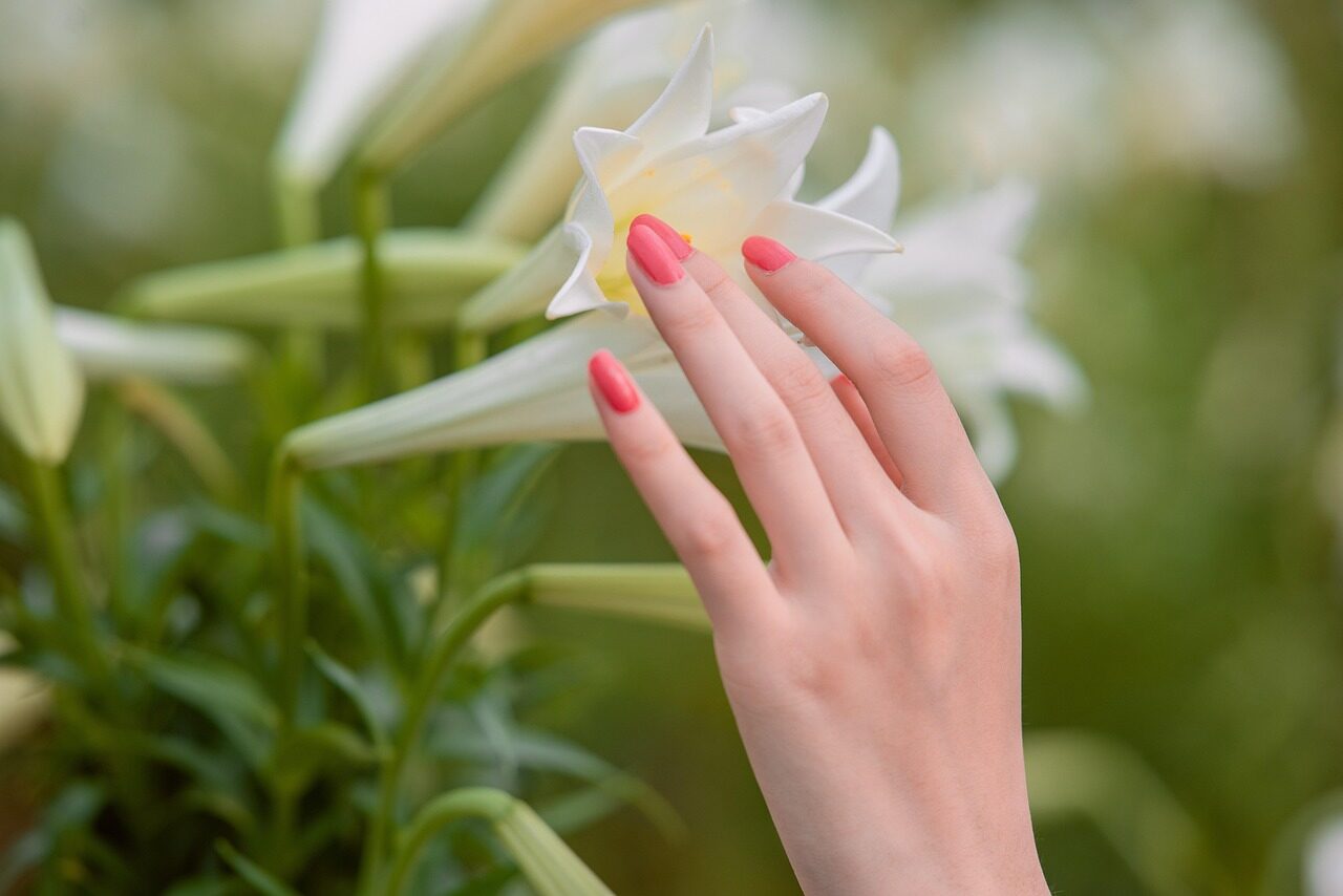 flowers, hand, flower wallpaper, beautiful flowers, nails, beautiful, bloom, blossom, nature, plant, flower background, petals, closeup