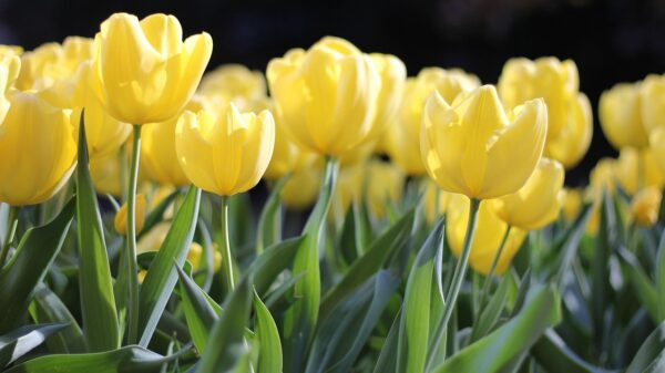 Kako imati duže i gušće trepavice: Šta stvarno radi, šta je mit – duže gušće trepavice