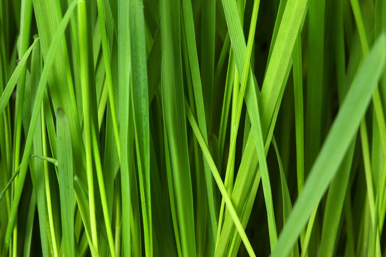 MGK i Alex Consani donose sportski eco-chic na Vogue World Milano – MGK i Alex Consani moda